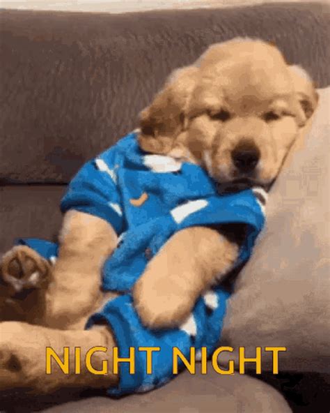 good night dog gif|Dog Good Night GIF .